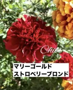 ❤️希少！マリーゴールドストロベリーブロンド 種１０➕５粒 【正規品】