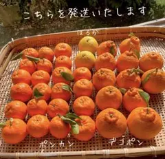 みかんセット✨ポンカン&ちょっぴり小さ目デコポン(大きさ様々)＆はるか✨