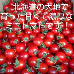 ミニトマト　プチトマトのサムネイル