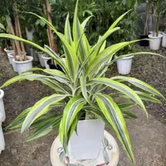 一点限定】ドラセナ ヴィクトリア 7号鉢 観葉植物 calm cafe - メルカリ