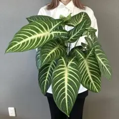 2025年最新】キサントソーマ リンデニーの人気アイテム - メルカリ