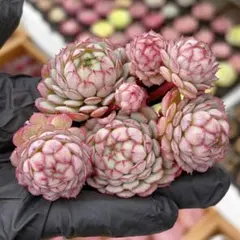 2026年最新】キャプテンヘイ多肉の人気アイテム - メルカリ