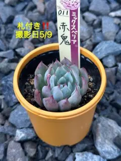miyaさん苗 かなで 命名苗 札付き(多肉、多肉植物) - メルカリ