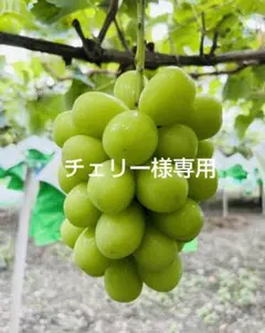 チェリー様専用ページ