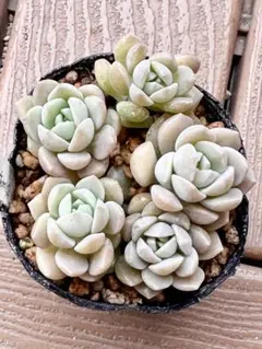多肉植物 ぼのぼのさん苗 弥生桜 札なし - メルカリ