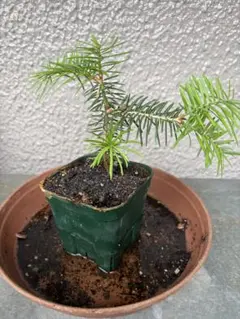 モミの木③苗木 針葉樹 観葉植物のサムネイル