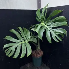 2026年最新】モンステラ マクロコズムの人気アイテム - メルカリ