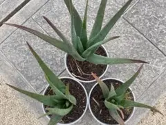 アロエベラ苗（大）3苗セット【現品】