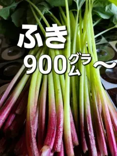 ふき　山ふき　天然ふき　野菜　900㌘～のサムネイル