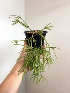 ☘観葉植物☘ホヤ リネアリス 抜き苗⑩ ☘観葉植物☘ホヤ リネアリス ㉖ 抜き苗 - メルカリ