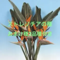 ストレリチアの種 おまけ種2品種付きのサムネイル