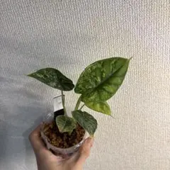 ず*き様 Anthurium Miss Freckles✖️RVDP（斑入り) - メルカリ