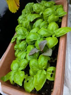 mariful様専用◆バジル苗３本＆ラベンダー苗３本セット◆送料込み◆オマケ付