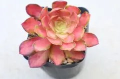 22#観葉植物アエオニウム錦❤️夕映え ❤️キウイ❤️1大頭4小頭9cm拔