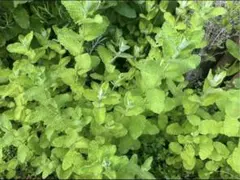 ハコベ 農薬除草剤不使用 - メルカリ