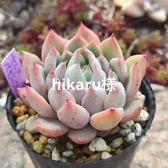 hikaru様 リクエスト 3点 まとめ商品