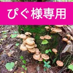 ナラタケ・ヤブタケ1100g、新潟県産天然キノコ、クール便着払い