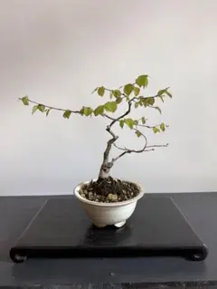 カナシデ 中品盆栽 - メルカリ