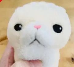 専用