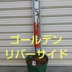 2025年最新】golden riversideの人気アイテム - メルカリ