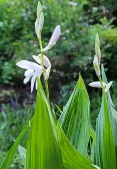 あやまま様 リクエスト 2点 まとめ商品