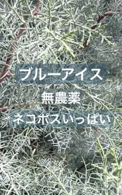 コニファー　ブルーアイス　ネコポスいっぱい　リース　スワッグ　無農薬