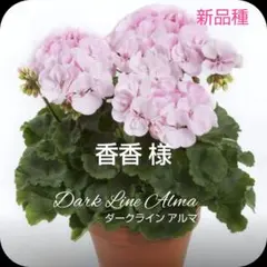 香香 様　ゼラニウム苗 ダークライン アルマ タフタ