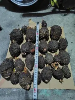 2025年最新】ソテツ 子株の人気アイテム - メルカリ