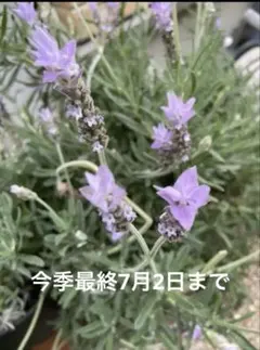 イングリッシュラベンダー カノンスター 挿し穂 - メルカリ
