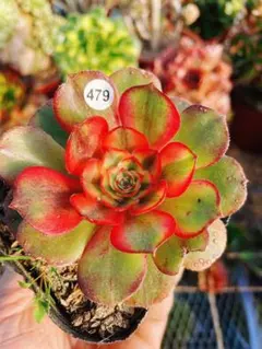 し*ば様 479 ライチ 多肉植物 アエオニウム 抜き苗