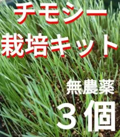 チモシー　栽培キット　生チモシー　牧草　生牧草　うさぎ　うさぎ餌　敷き草のサムネイル
