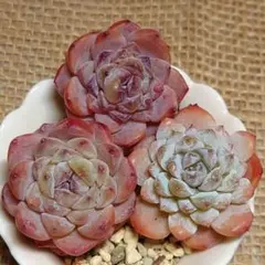 ビンビン3苗セット　氷氷　韓国苗　エケベリア　多肉植物