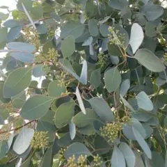 ユーカリ ポポラス ベリー 枝物 切り花
