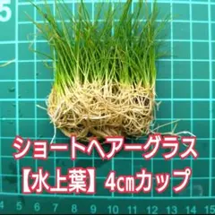 ショートヘアーグラス【水上葉】☘️４cmカップ‼️のサムネイル