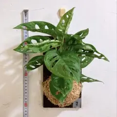 ゆゆゆ様 リクエスト 2点 まとめ商品