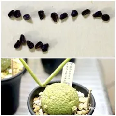 B-74 珍品 プセウドリトス マッコイ 鉢ごと メルカリ便発送 B-74 珍品 プセウドリトス マッコイ 鉢ごと メルカリ便発送