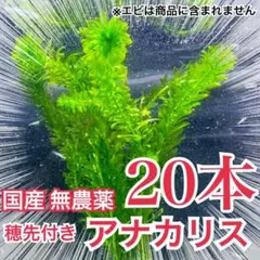 【20本】穂先付き国産アナカリス（オオカナダモ）水草産卵藻金魚草金魚藻のサムネイル
