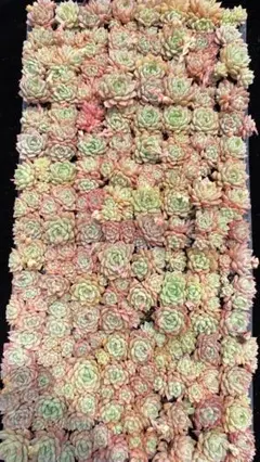 と*ん様 AZ1123　レッドフラワー　105苗　多肉植物 土と根付き エケベリ
