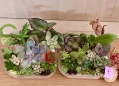 Ｆ　多品種　カラフル　育て方メモ　多肉植物　紅葉が綺麗❤️2つセット