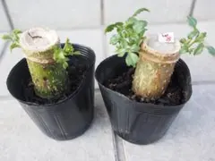 いちご様 リクエスト 2点 まとめ商品