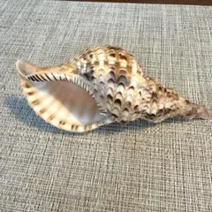 ほら貝 19cm