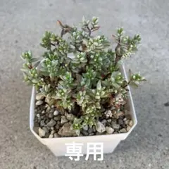専用　多肉植物　パンクチュラータ・ブルーエルフ　抜き苗