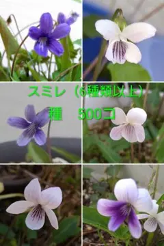 スミレ　種　ミックス（6種類以上）　500コ