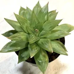 2026年最新】ハオルチア氷の人気アイテム - メルカリ