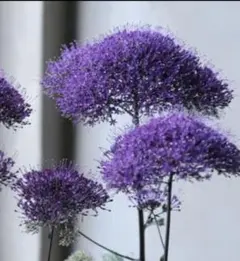 花苗　夕霧草 ディープパープルのサムネイル