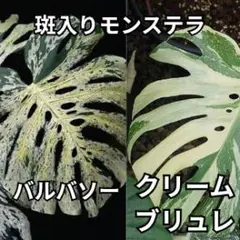 2品種！選抜優良株 斑入りモンステラ バルバソー(フシギダネ) クリーム