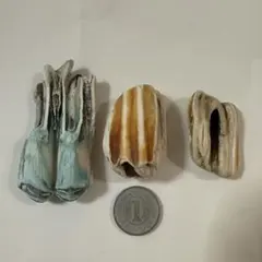 Item thumbnail for item 117d51bd-d3eb-40f2-a595-1e4aa90de63d