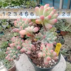 あや様 リクエスト 2点 まとめ商品