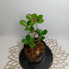 2026年最新】観葉植物 パンダガジュマルの人気アイテム - メルカリ