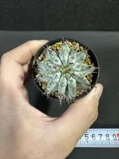 2025年最新】ゼブラホリダの人気アイテム - メルカリ